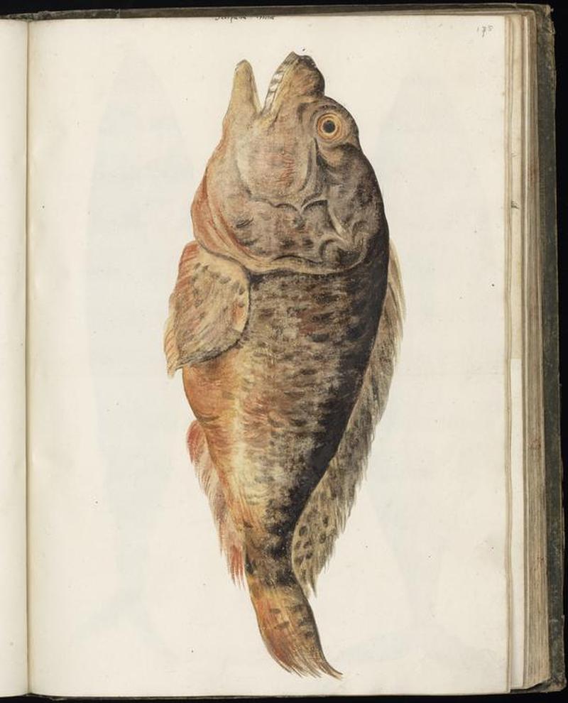 Animal drawings collected by Felix Platter, p1 - (115)