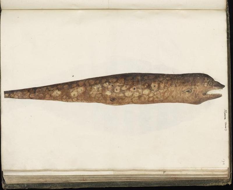 Animal drawings collected by Felix Platter, p1 - (116)