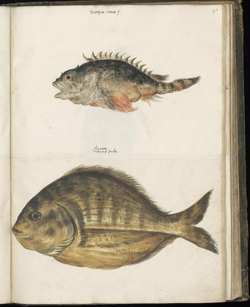 Animal drawings collected by Felix Platter, p1 - (118)