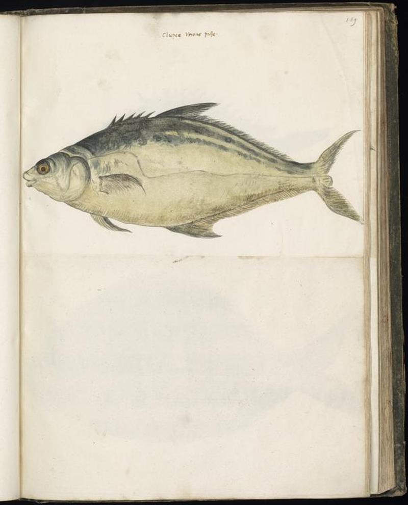 Animal drawings collected by Felix Platter, p1 - (119)