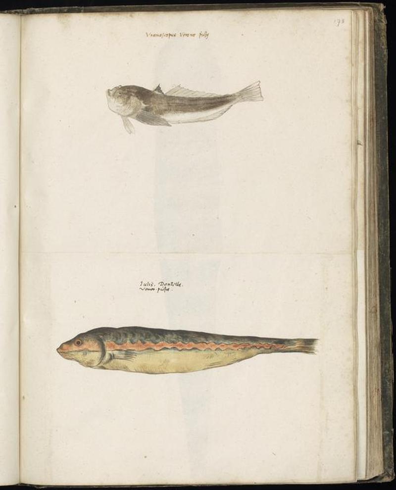 Animal drawings collected by Felix Platter, p1 - (12)