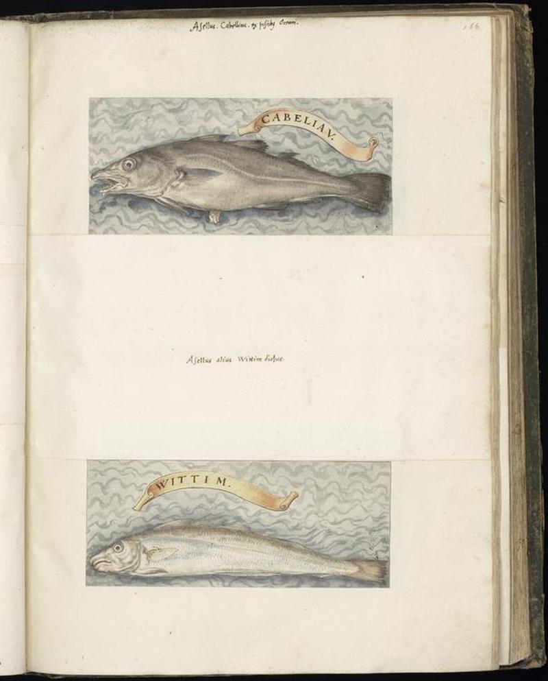 Animal drawings collected by Felix Platter, p1 - (120)