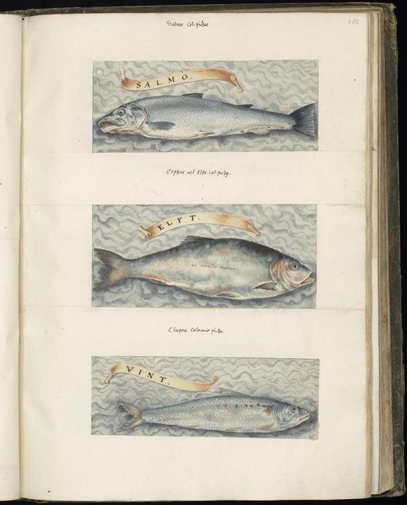 Animal drawings collected by Felix Platter, p1 - (121)