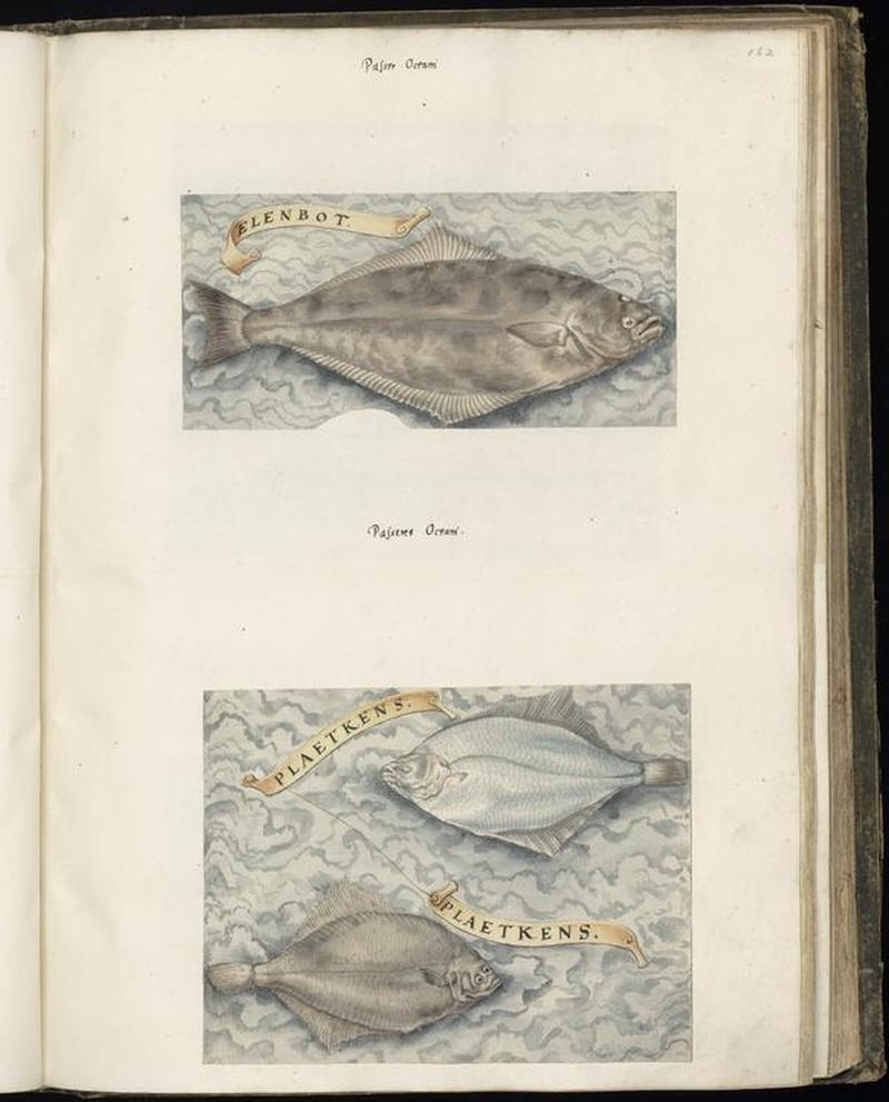 Animal drawings collected by Felix Platter, p1 - (122)