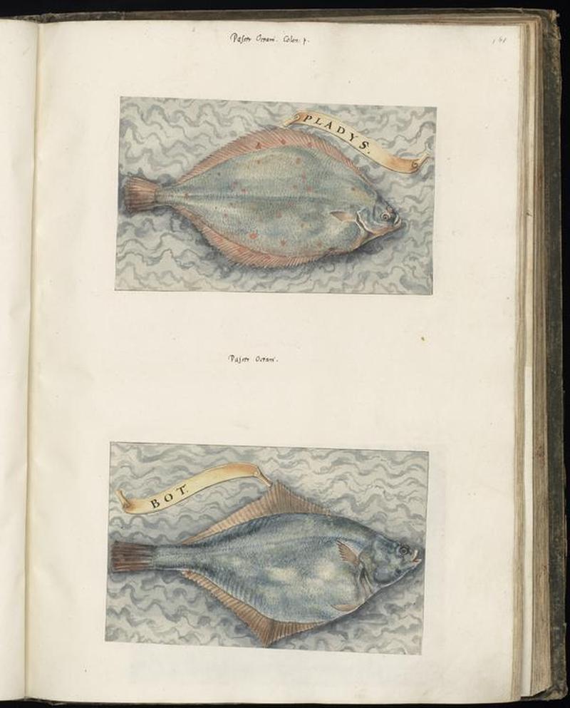 Animal drawings collected by Felix Platter, p1 - (123)