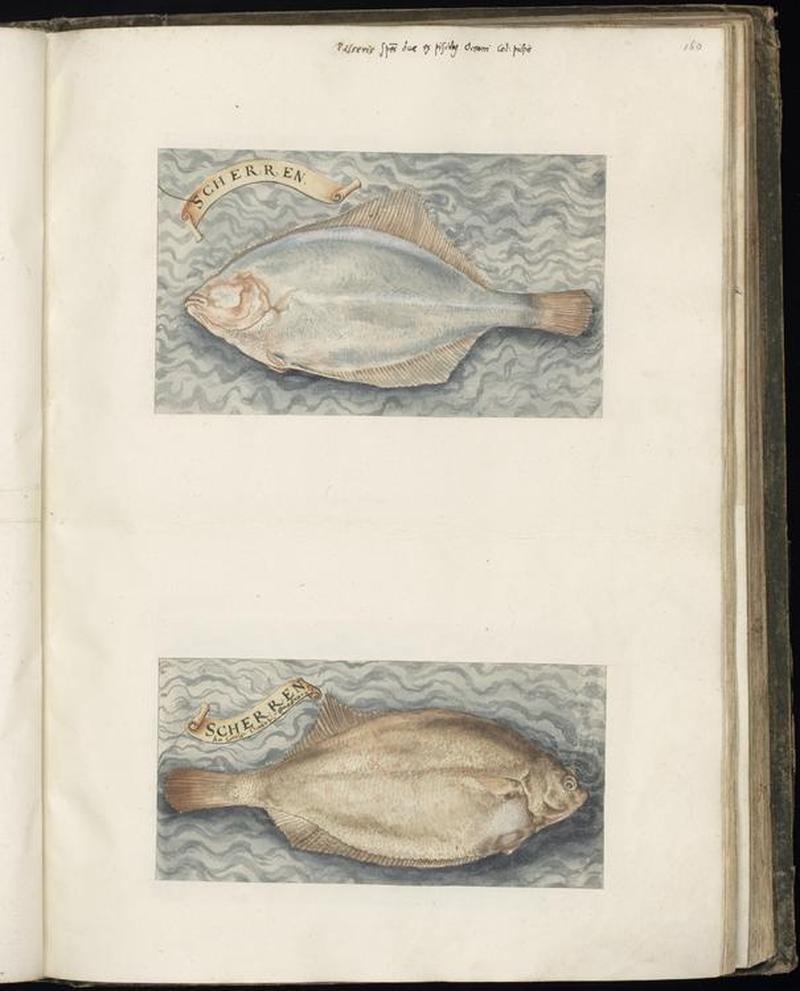Animal drawings collected by Felix Platter, p1 - (124)