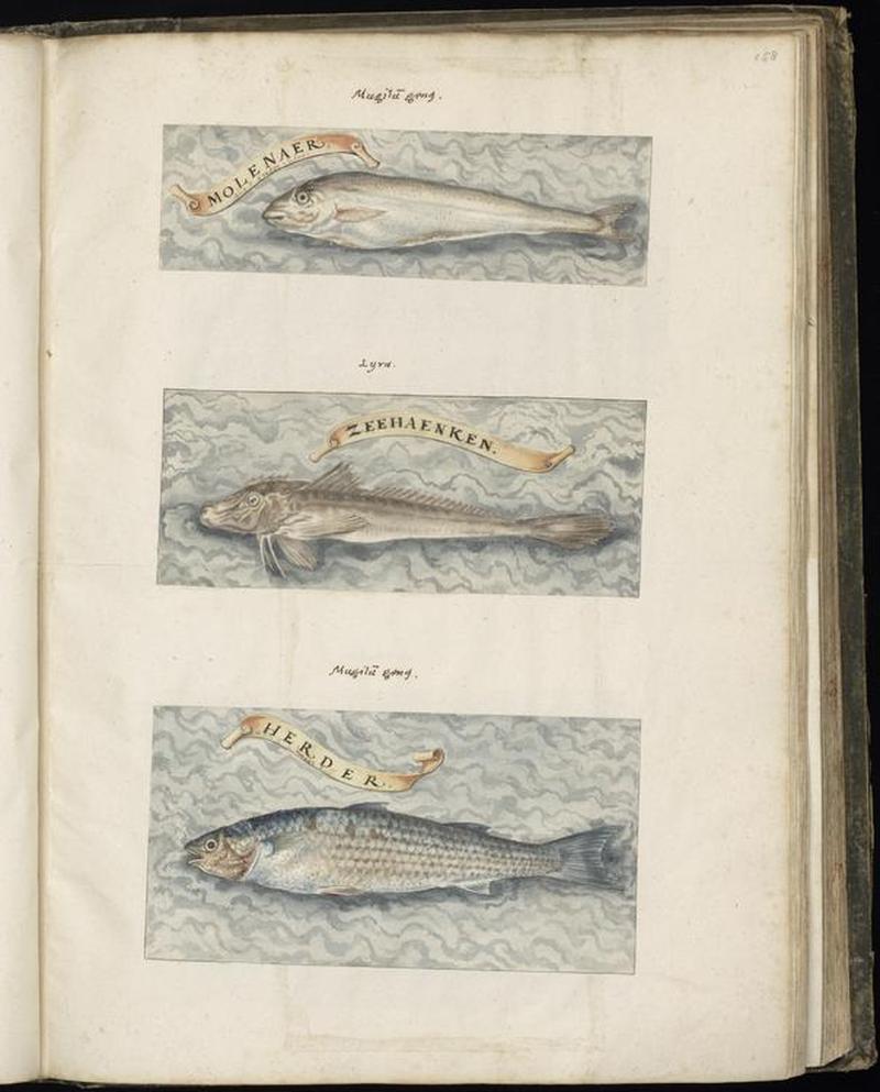 Animal drawings collected by Felix Platter, p1 - (125)