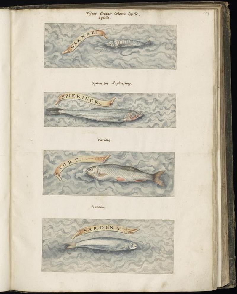 Animal drawings collected by Felix Platter, p1 - (126)
