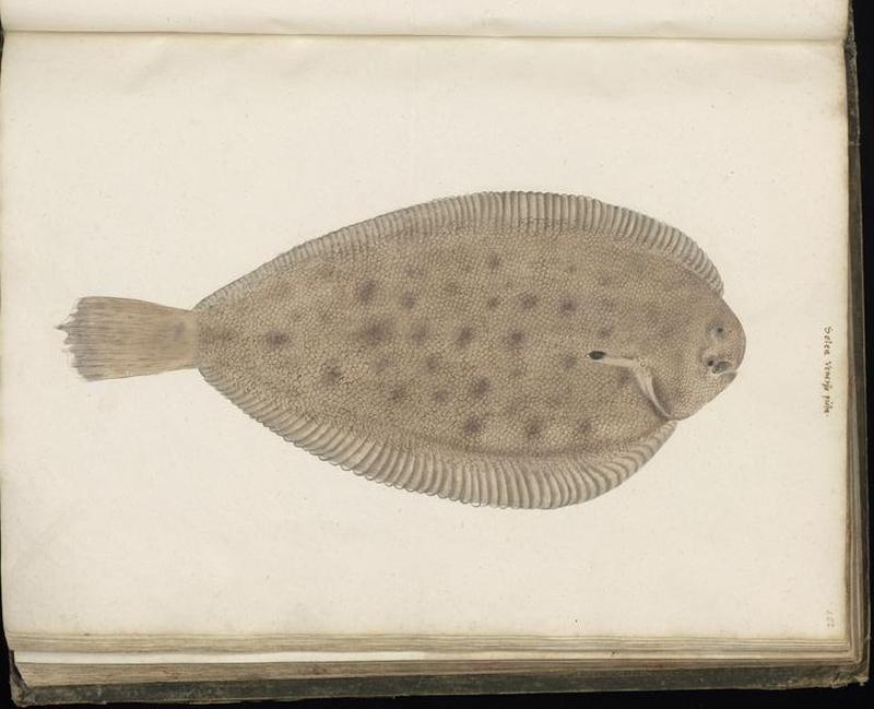 Animal drawings collected by Felix Platter, p1 - (127)