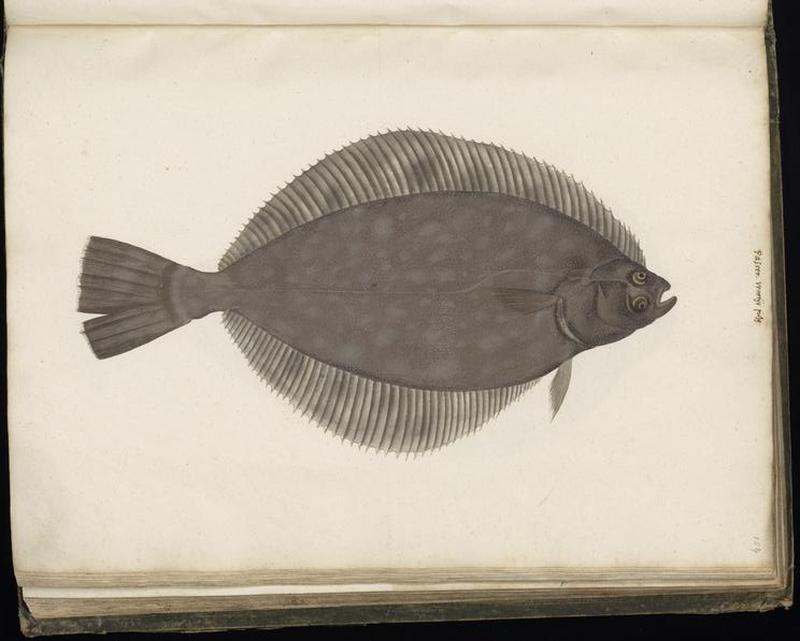 Animal drawings collected by Felix Platter, p1 - (128)