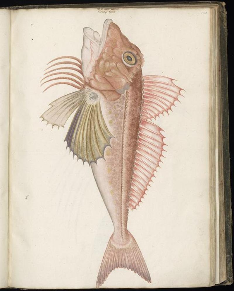 Animal drawings collected by Felix Platter, p1 - (129)