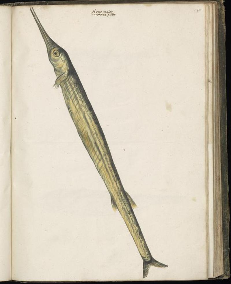 Animal drawings collected by Felix Platter, p1 - (13)