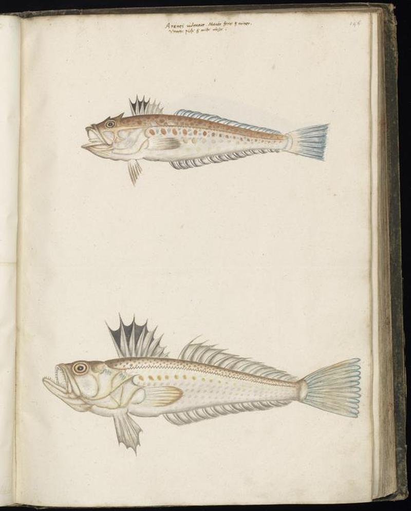 Animal drawings collected by Felix Platter, p1 - (130)