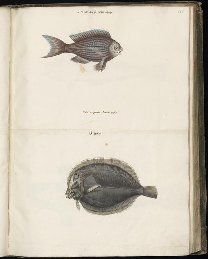 Animal drawings collected by Felix Platter, p1 - (131)