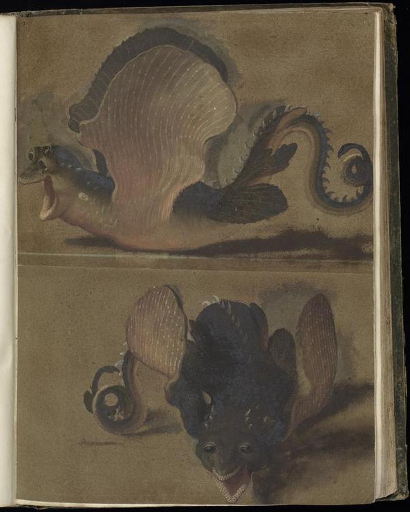 Animal drawings collected by Felix Platter, p1 - (132)