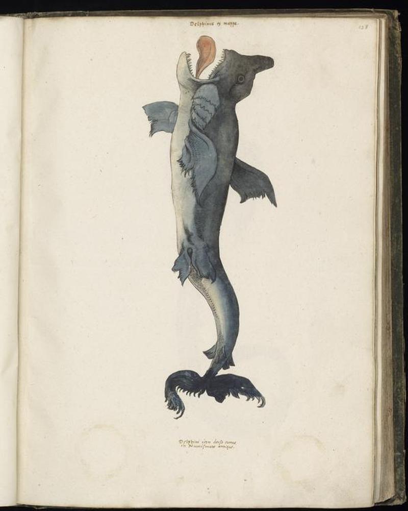 Animal drawings collected by Felix Platter, p1 - (133)