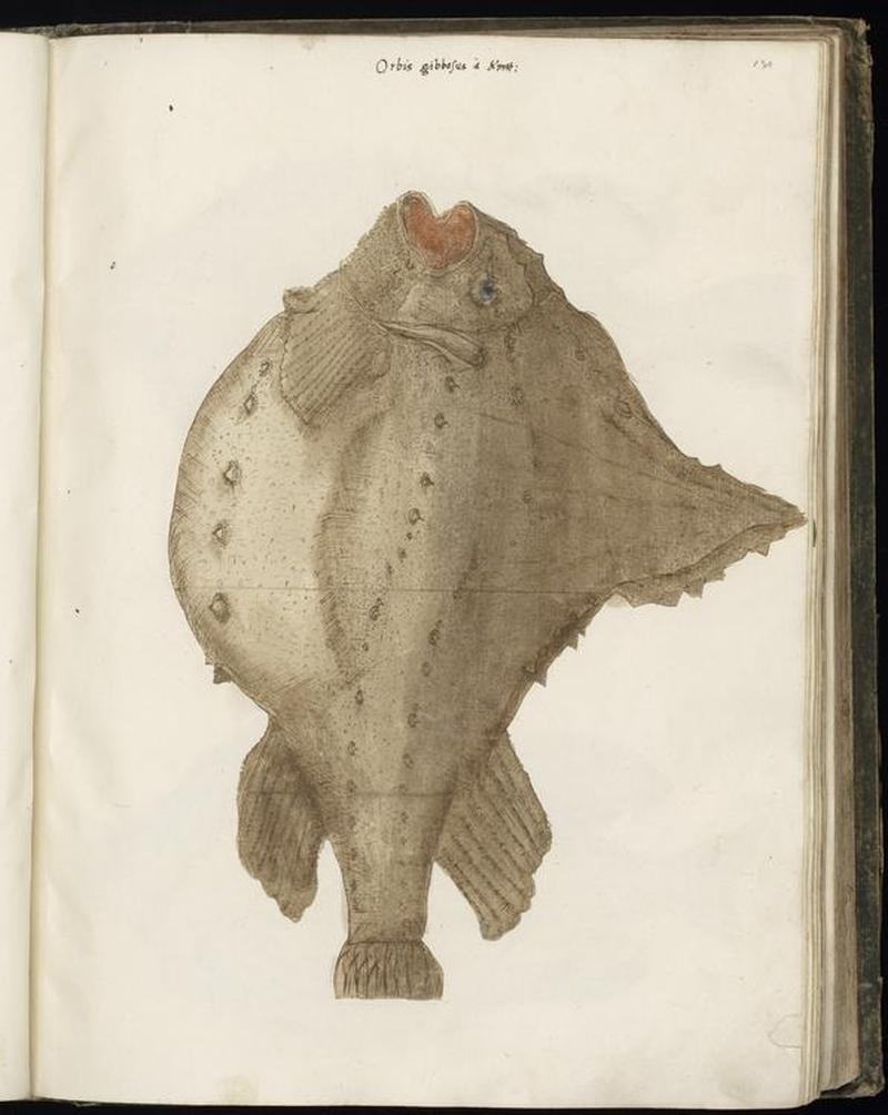 Animal drawings collected by Felix Platter, p1 - (134)