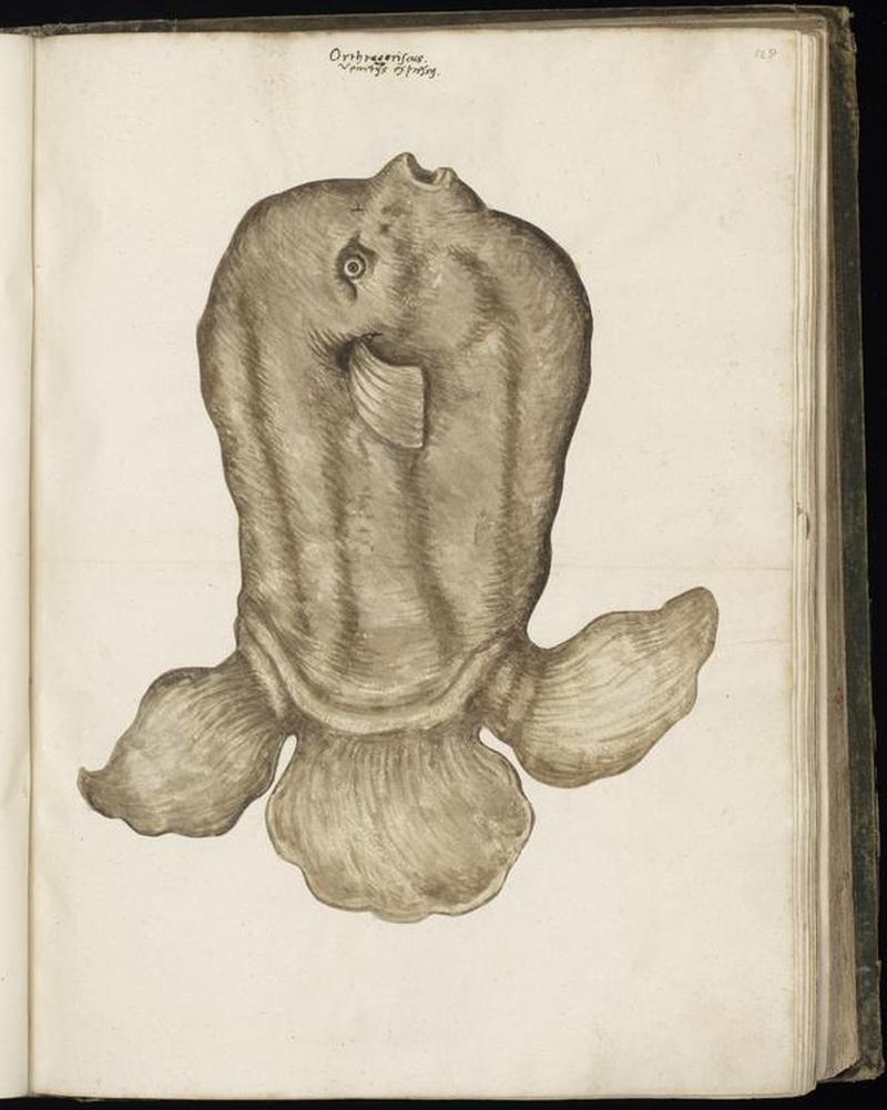Animal drawings collected by Felix Platter, p1 - (135)