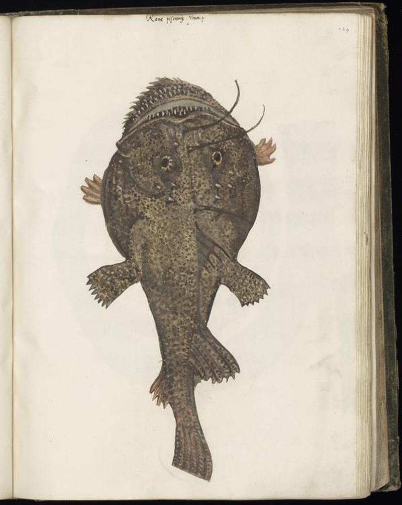 Animal drawings collected by Felix Platter, p1 - (137)