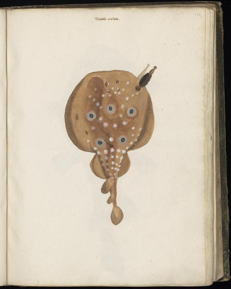 Animal drawings collected by Felix Platter, p1 - (138)