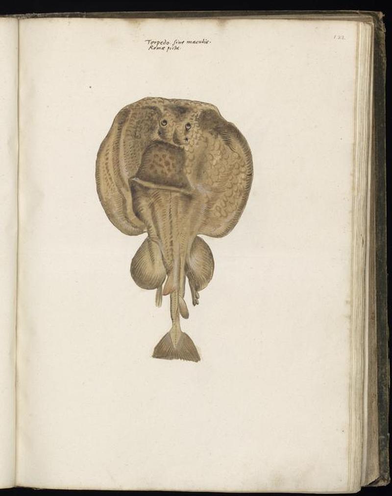 Animal drawings collected by Felix Platter, p1 - (139)