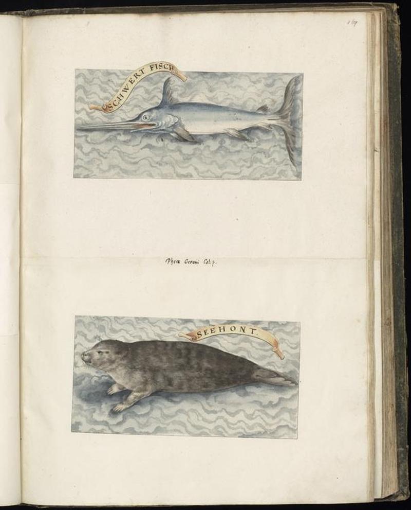 Animal drawings collected by Felix Platter, p1 - (14)
