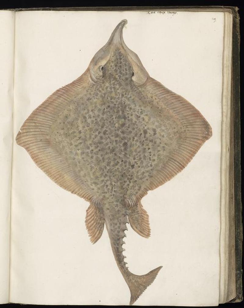 Animal drawings collected by Felix Platter, p1 - (140)