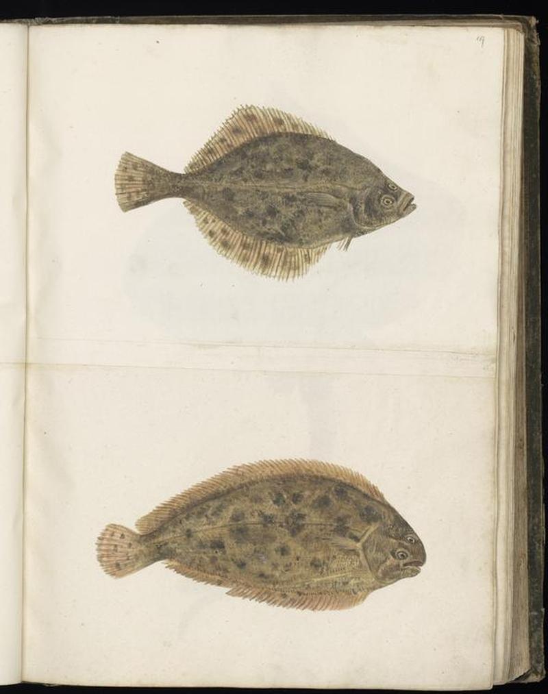 Animal drawings collected by Felix Platter, p1 - (141)