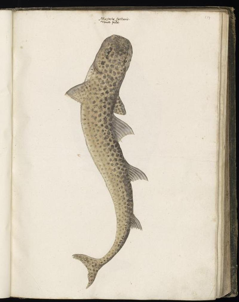 Animal drawings collected by Felix Platter, p1 - (143)