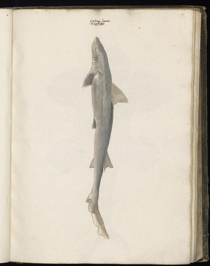Animal drawings collected by Felix Platter, p1 - (144)