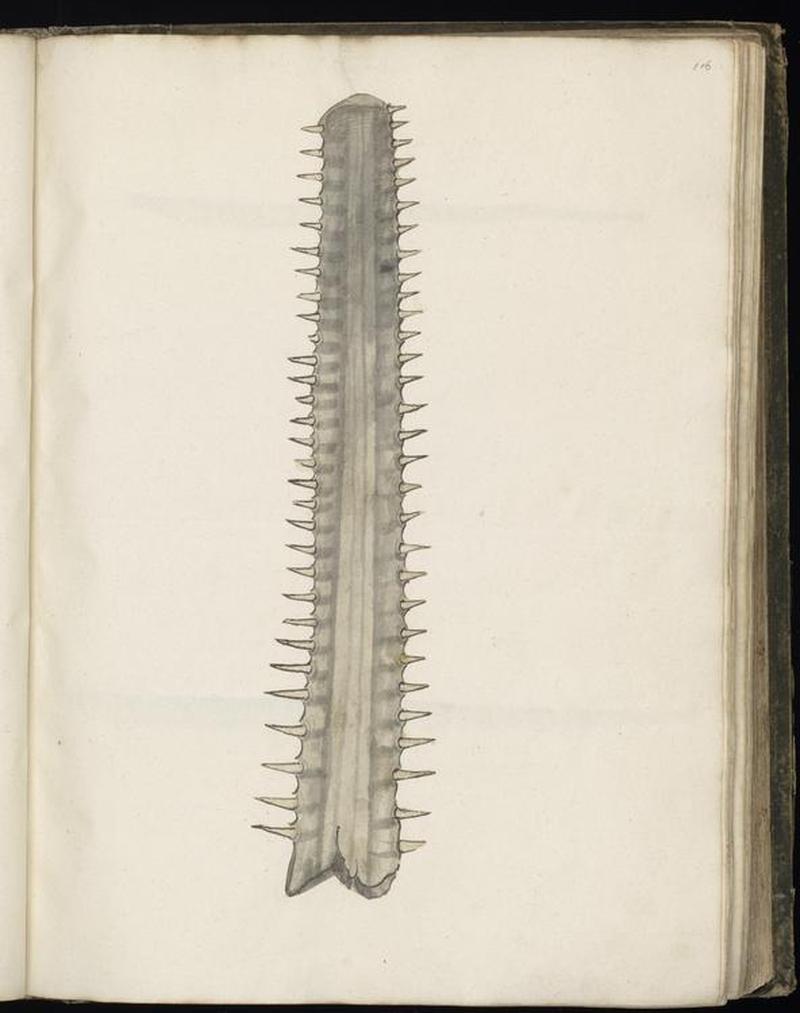 Animal drawings collected by Felix Platter, p1 - (145)