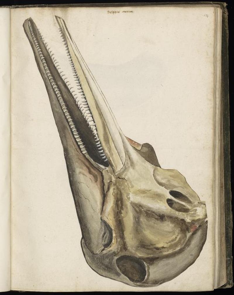 Animal drawings collected by Felix Platter, p1 - (146)