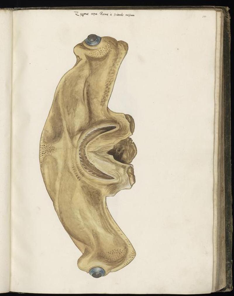 Animal drawings collected by Felix Platter, p1 - (147)
