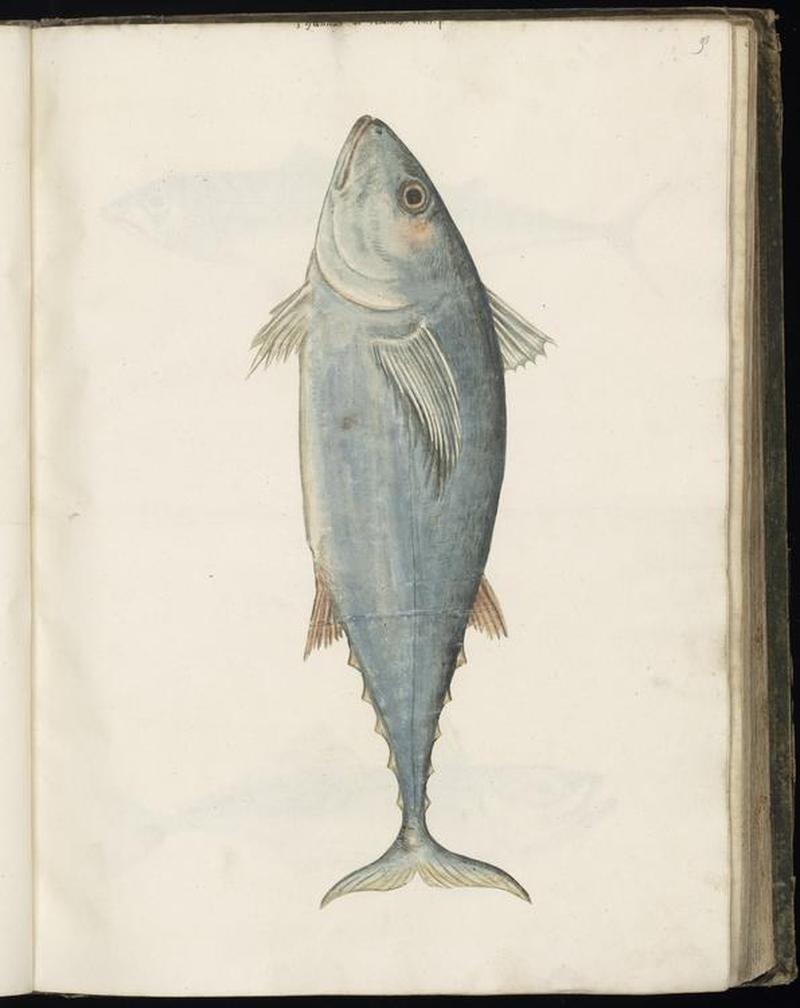 Animal drawings collected by Felix Platter, p1 - (148)
