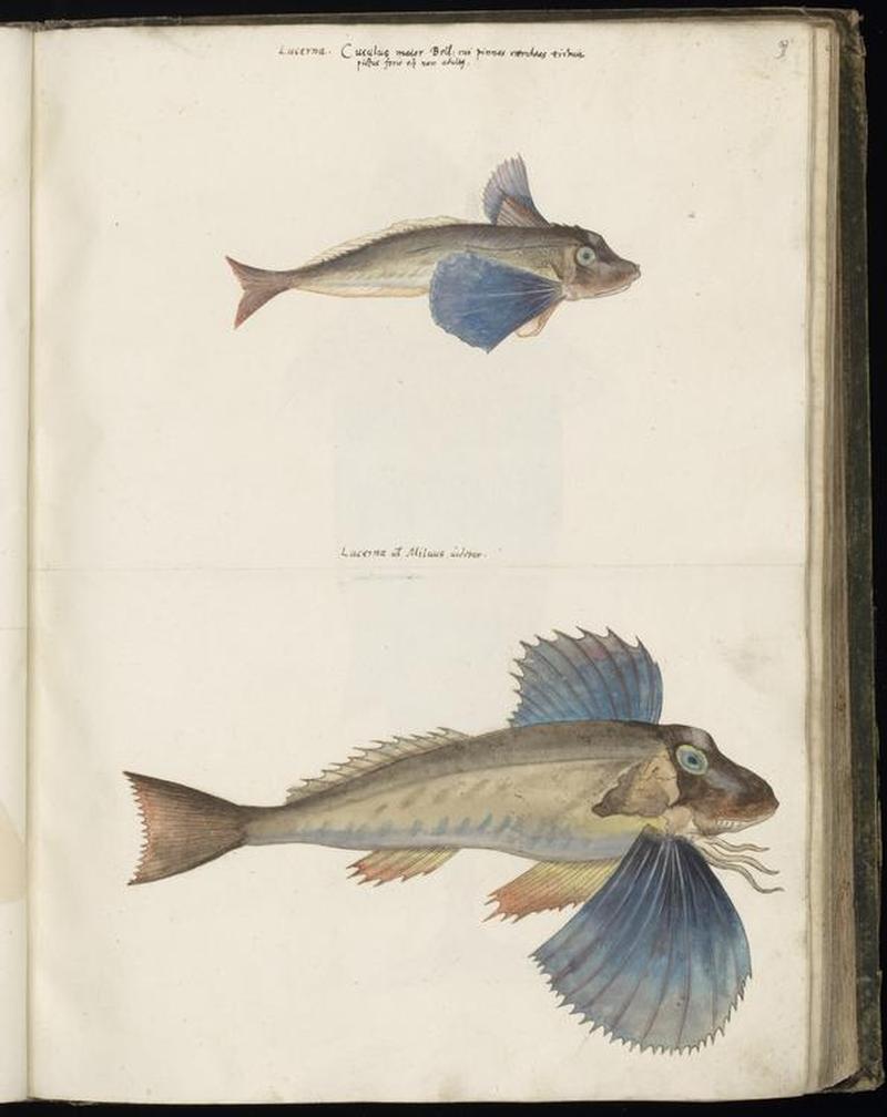 Animal drawings collected by Felix Platter, p1 - (149)