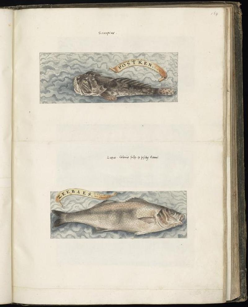 Animal drawings collected by Felix Platter, p1 - (15)