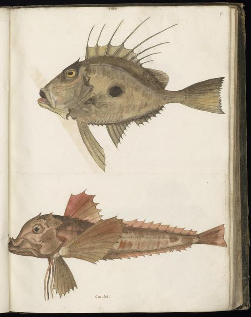 Animal drawings collected by Felix Platter, p1 - (150)