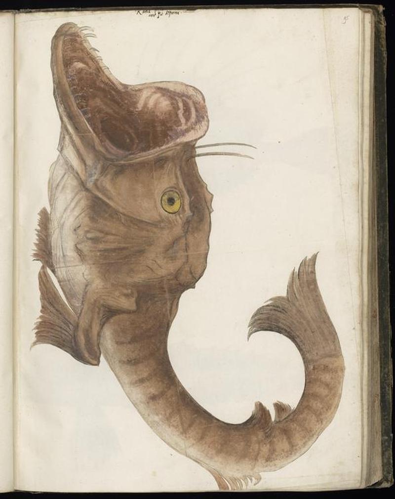 Animal drawings collected by Felix Platter, p1 - (151)