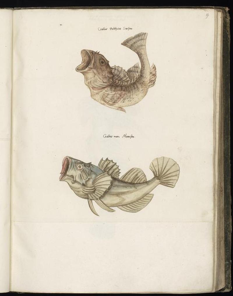 Animal drawings collected by Felix Platter, p1 - (152)