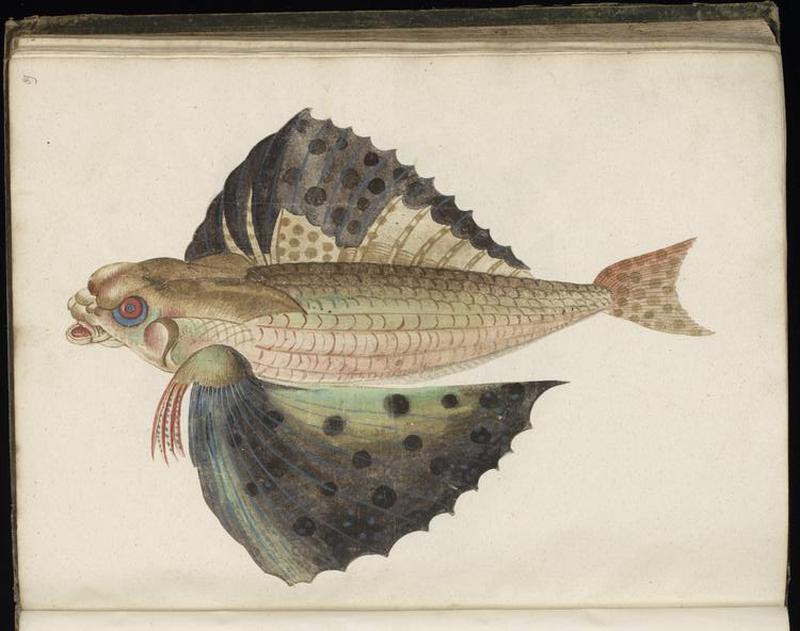 Animal drawings collected by Felix Platter, p1 - (153)