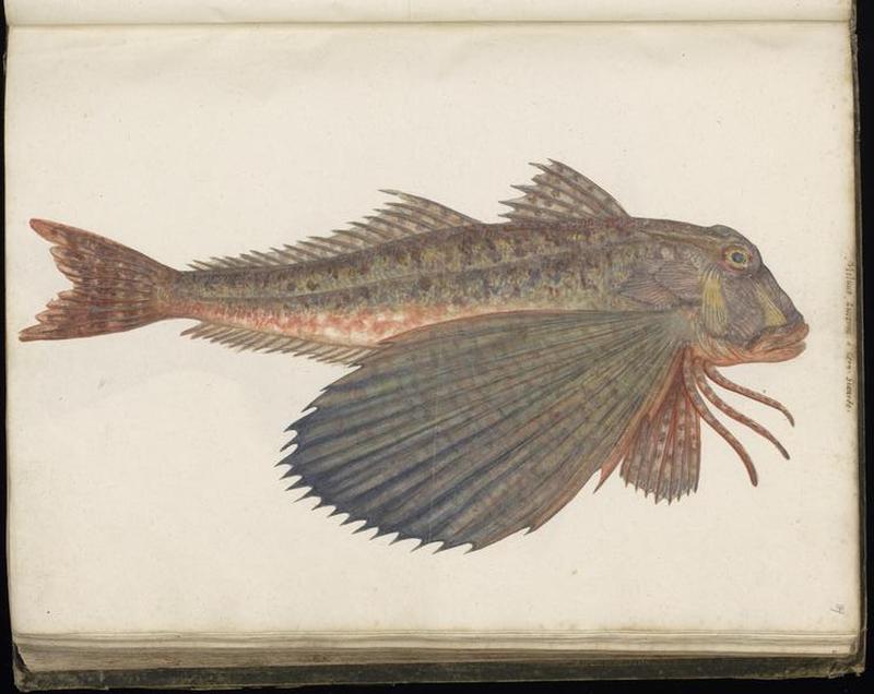 Animal drawings collected by Felix Platter, p1 - (154)