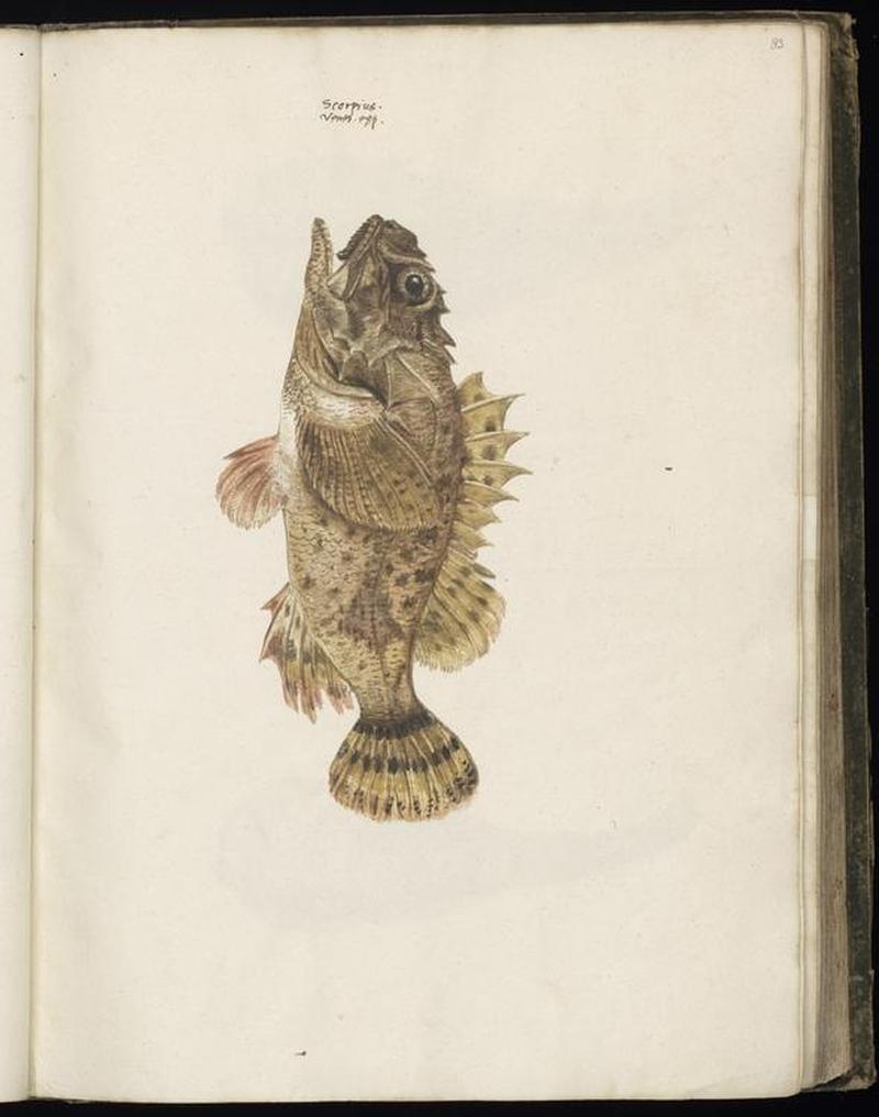 Animal drawings collected by Felix Platter, p1 - (155)