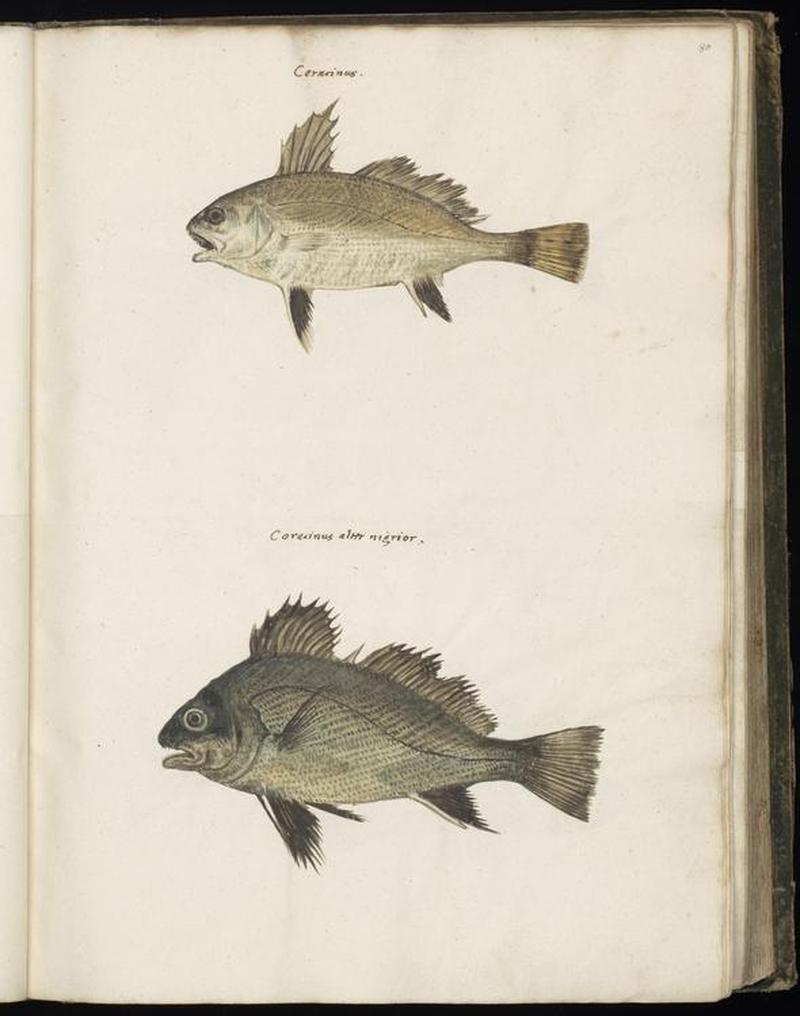 Animal drawings collected by Felix Platter, p1 - (156)