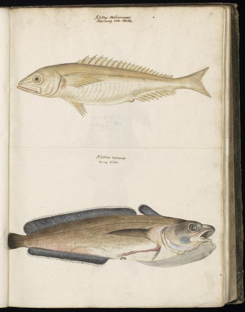 Animal drawings collected by Felix Platter, p1 - (158)