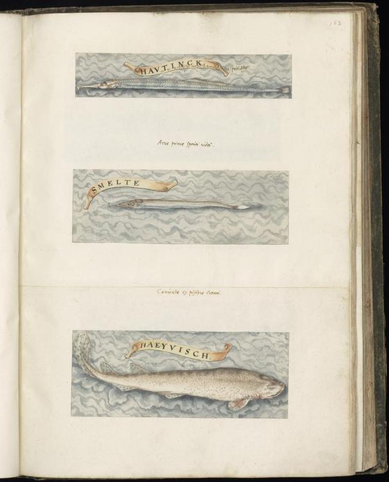 Animal drawings collected by Felix Platter, p1 - (16)