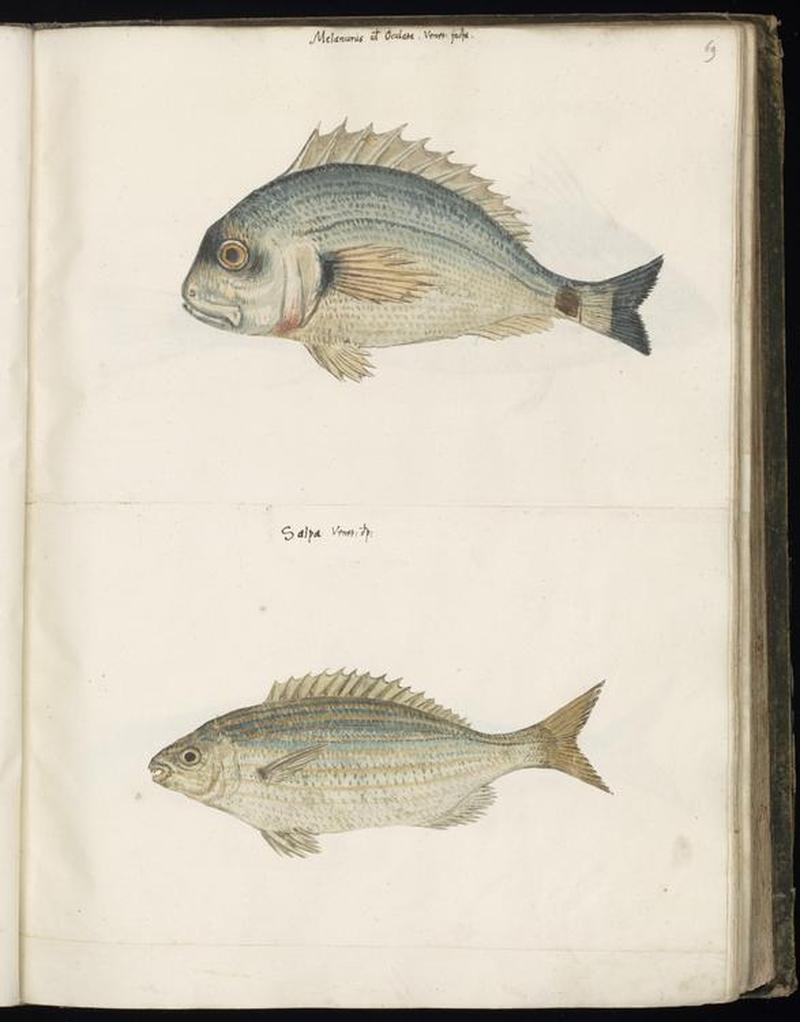 Animal drawings collected by Felix Platter, p1 - (160)