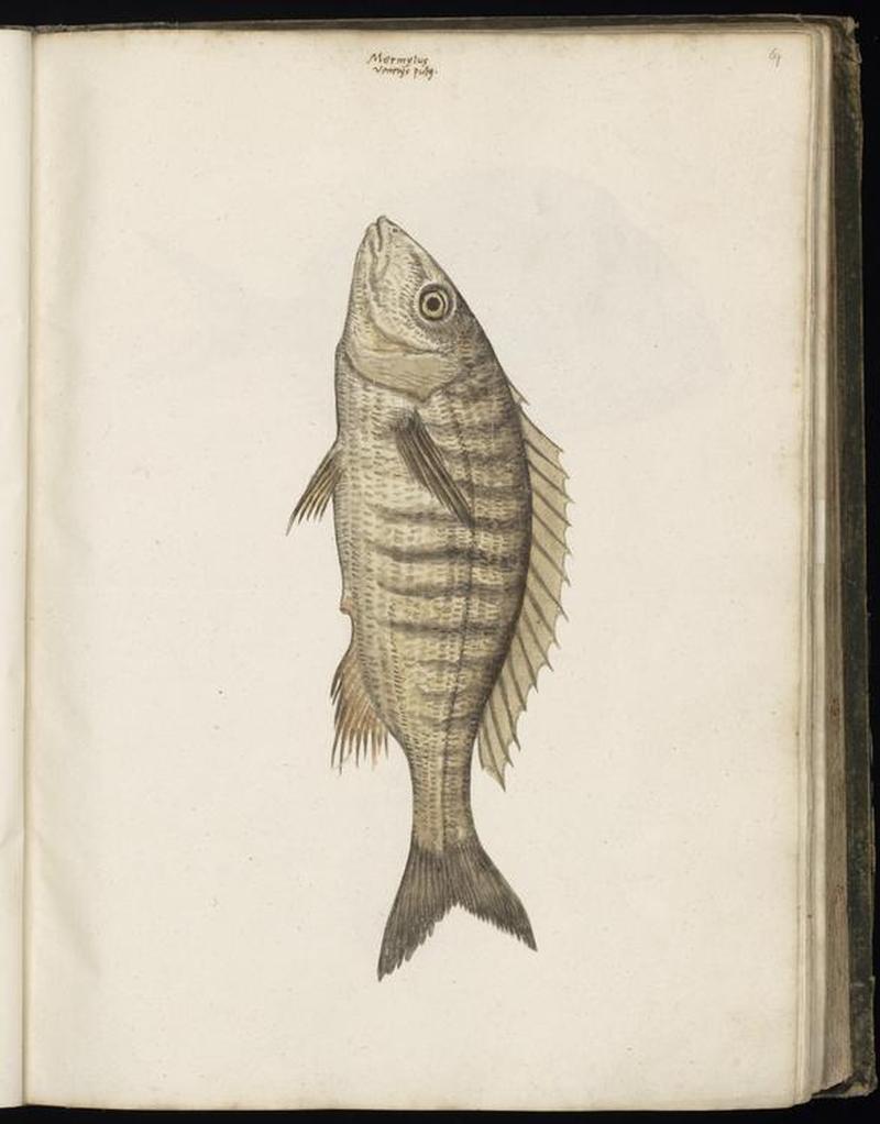 Animal drawings collected by Felix Platter, p1 - (161)