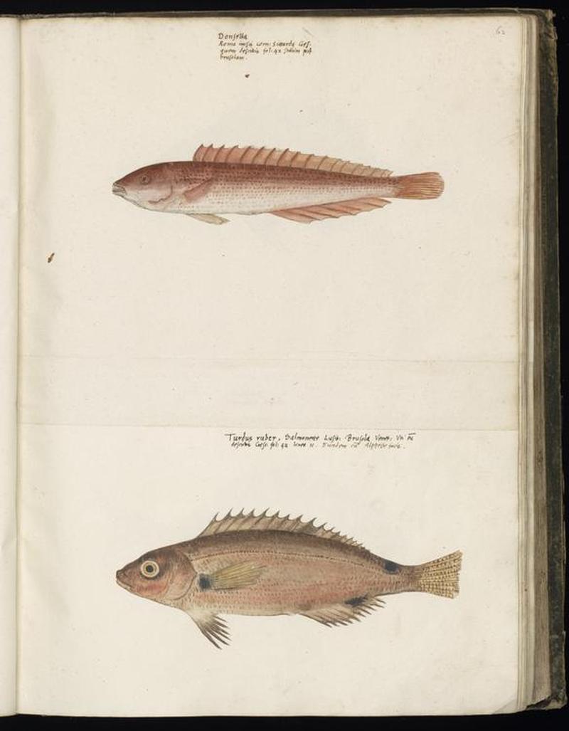 Animal drawings collected by Felix Platter, p1 - (162)