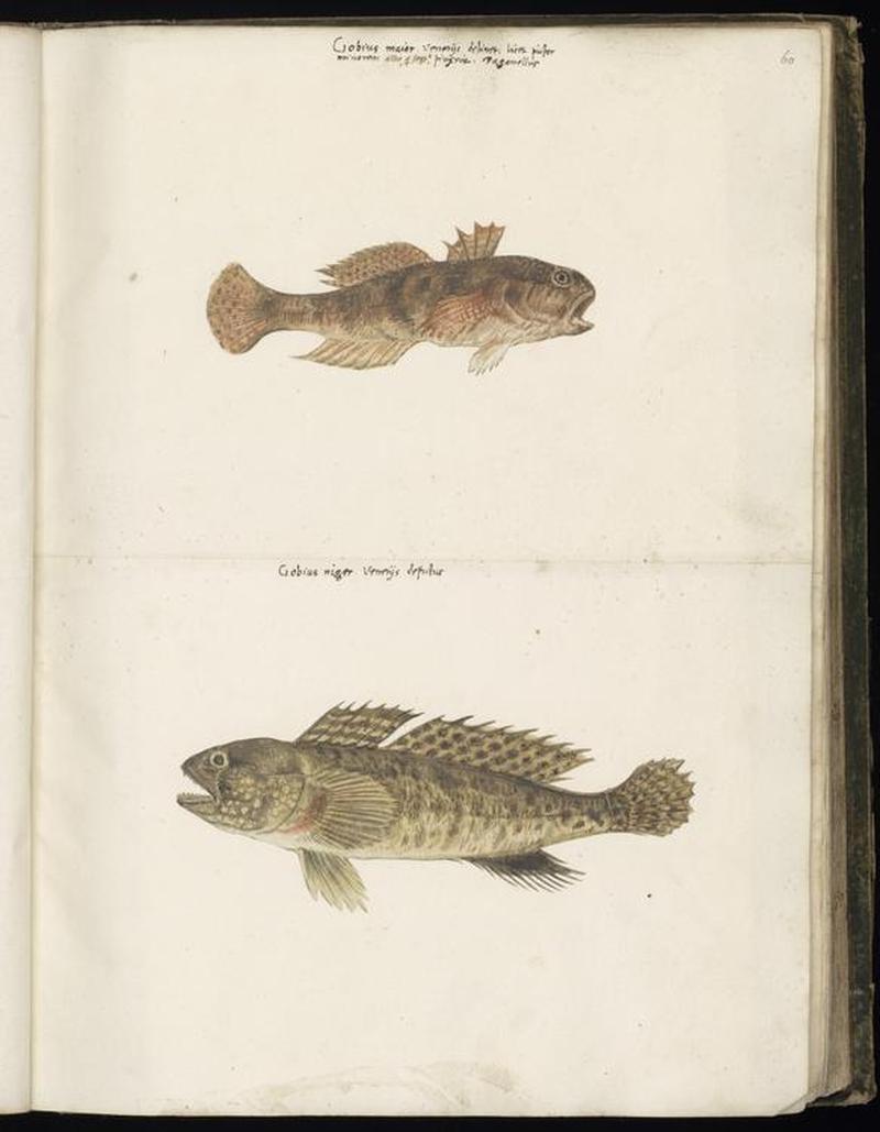 Animal drawings collected by Felix Platter, p1 - (163)