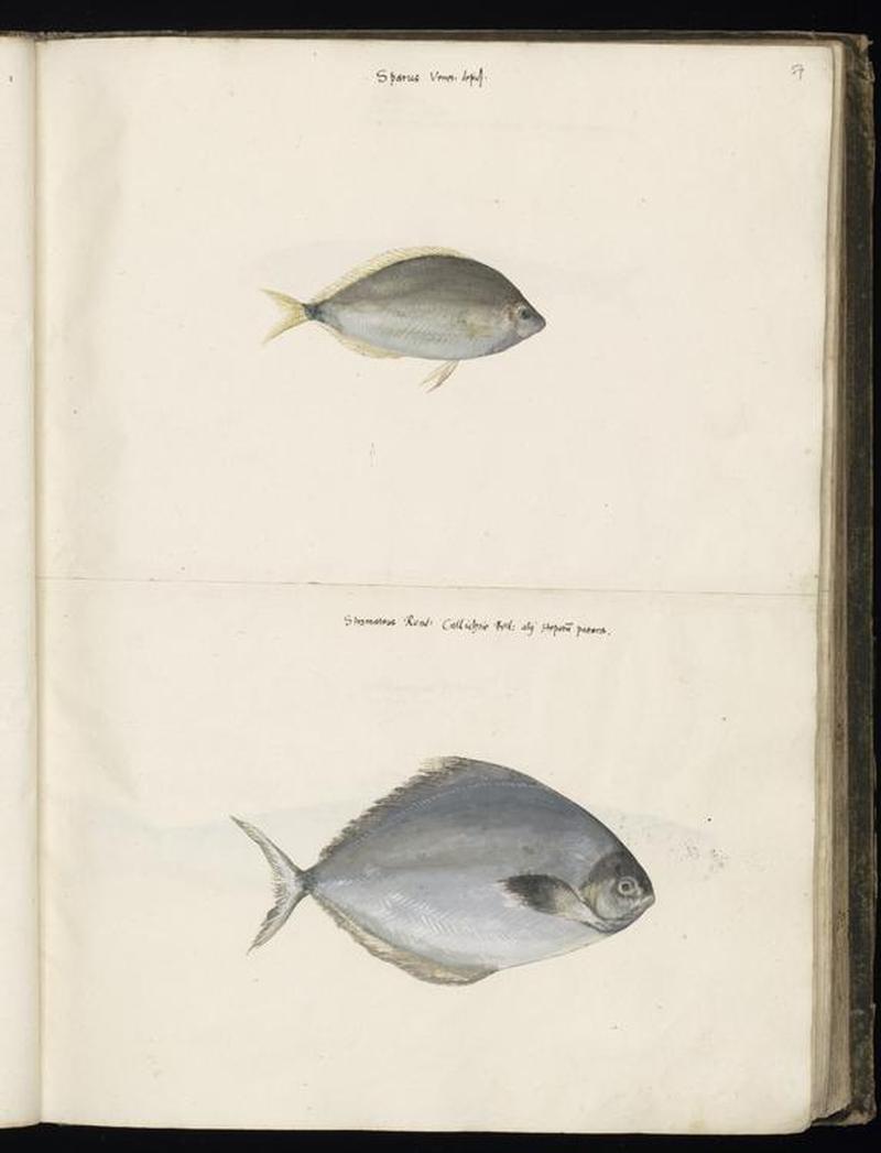 Animal drawings collected by Felix Platter, p1 - (164)